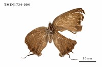 藏品(臺灣灑灰蝶)的圖片